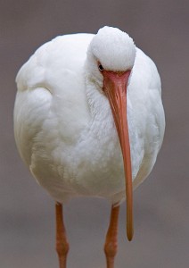 IF8X3498  American White Ibis   Walt Disney World  &#169;  All Rights Reserved