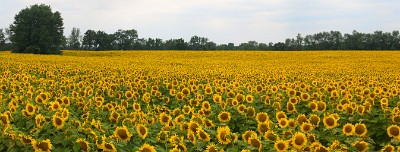 IF8X6310-6313  Sunflowers in the Finger Lakes Region of New York  &#169;  All Rights Reserved