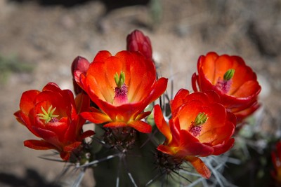 ZY9A1773  Claret Cup Cactus  at the Bosque del Apache National Wildlife Refuge  &#169;  All Rights Reserved