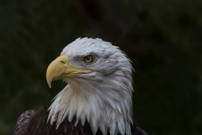 ZY9A2911  Bald Eagle, Land Between the Lakes, Woodlands Nature Station  &#169;  All Rights Reserved