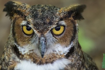 ZY9A2939  Great Horned Owl, Land Between the Lakes, Woodlands Nature Station  &#169;  All Rights Reserved