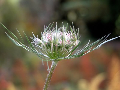 DSCN0258  Pink Queen Anne's Lace  at Deep Cut Gardens  &#169;  All Rights Reserved