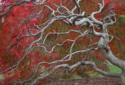 DSCN0291  Japanese Maple at Deep Cut Gardens  &#169;  All Rights Reserved