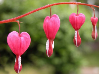 DSCN0741  Bleeding Hearts in Oakhurst, N.J.  &#169;  All Rights Reserved