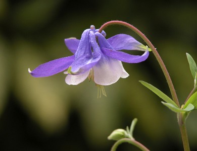 DSCN1738  Columbine at Deep Cut Gardens  &#169;  All Rights Reserved