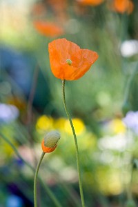IF8X0101  Orange Poppies at Deep Cut Gardens  &#169;  All Rights Reserved