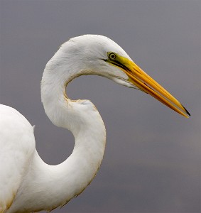 IF8X0512  Great Egret at Lake Como  &#169;  All Rights Reserved