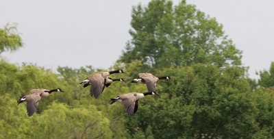 IF8X0529  Canadian Geese at Lake Como  &#169;  All Rights Reserved