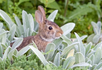 IF8X0566  A bunny in Lamb’s Ear at Deep Cut Gardens  &#169;  All Rights Reserved