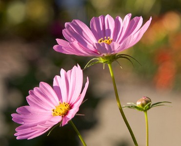 IF8X0580  Garden Cosmos at Deep Cut Gardens  &#169;  All Rights Reserved