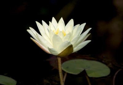 IF8X0865  White Water Lily at Deep Cut Gardens  &#169;  All Rights Reserved