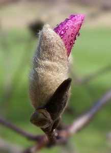 IF8X1334  Magnolia Tree Buds at Deep Cut Gardens  &#169;  All Rights Reserved