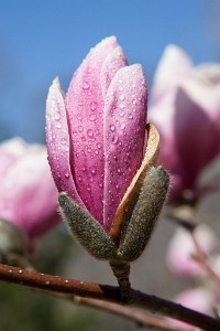 IF8X1385  Magnolia Tree Buds at Deep Cut Gardens  &#169;  All Rights Reserved