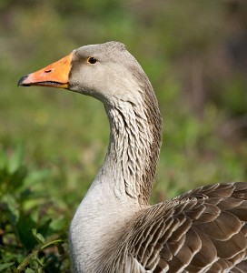 IF8X1472  Greylag Goose  &#169;  All Rights Reserved