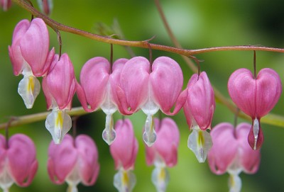 IF8X1513  Bleeding Hearts in Oakhurst, N.J.  &#169;  All Rights Reserved