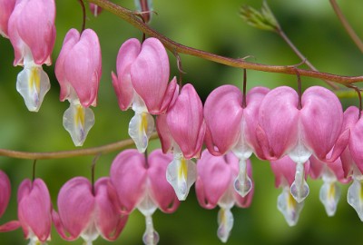 IF8X1524  Bleeding Hearts in Oakhurst, N.J.  &#169;  All Rights Reserved