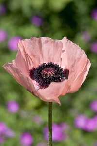 IF8X1557  Oriental Poppy at Deep Cut Gardens  &#169;  All Rights Reserved