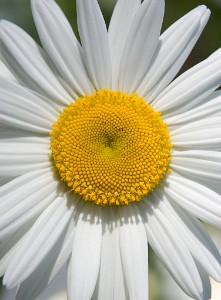 IF8X1570  Daisy at Deep Cut Gardens  &#169;  All Rights Reserved