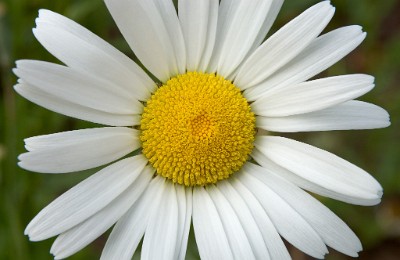 IF8X1590  Daisy at Deep Cut Gardens  &#169;  All Rights Reserved