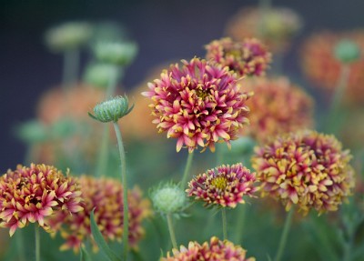 IF8X1647  Gaillardia Pulchella at Deep Cut Gardens  &#169;  All Rights Reserved