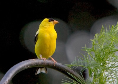 IF8X1667  American Goldfinch at Deep Cut Gardens  &#169;  All Rights Reserved