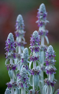 IF8X2160  Lamb’s Ear at Deep Cut Gardens  &#169;  All Rights Reserved