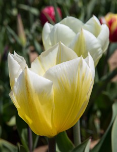 ZY9A4691  Holland Ridge Farms Tulip Festival  &#169;  All Rights Reserved