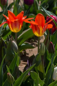 ZY9A4709  Holland Ridge Farms Tulip Festival  &#169;  All Rights Reserved