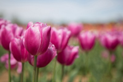 ZY9A6414  Tulips at Holland Ridge Farms Spring 2019  &#169;  All Rights Reserved