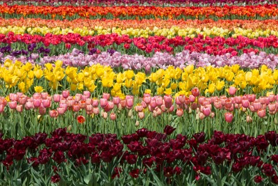 ZY9A6438  Colorful rows of tulips at Holland Ridge Farms Spring 2019  &#169;  All Rights Reserved