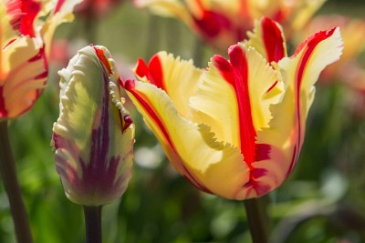 ZY9A6448  Tulips at Holland Ridge Farms Spring 2019  &#169;  All Rights Reserved
