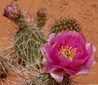 IF8X5413  Prickly Pear Blooms  &#169;  All Rights Reserved