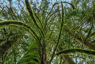 ZY9A0066  Mossy Trees Near Nisqually Entrance  &#169;  All Rights Reserved