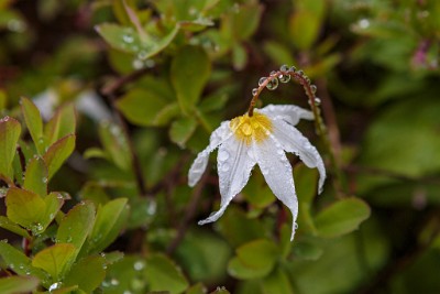 ZY9A0106  Dewy Flowers at Paradise  &#169;  All Rights Reserved