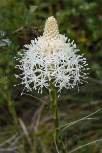 ZY9A0176  Bear Grass Flower  &#169;  All Rights Reserved