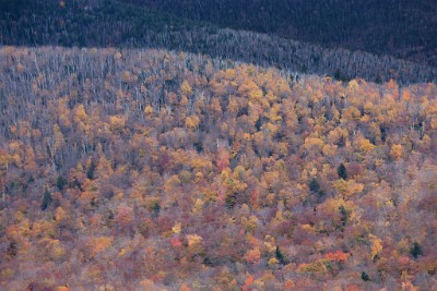 IF8X6437  Fall Foliage on the Kancamagus Highway  &#169;  All Rights Reserved
