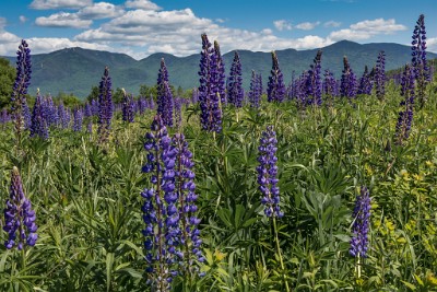 ZY9A4835  Sugar Hill Lupine Festival  &#169;  All Rights Reserved