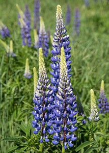 ZY9A4845  Sugar Hill Lupines  &#169;  All Rights Reserved