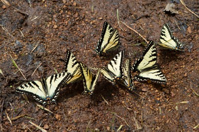 ZY9A4868  Tiger Swallowtails “puddling” on the ground  &#169;  All Rights Reserved