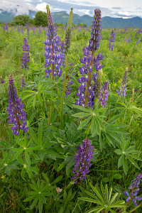 ZY9A7075  Lupine at Sugar Hill, New Hampshire  &#169;  All Rights Reserved
