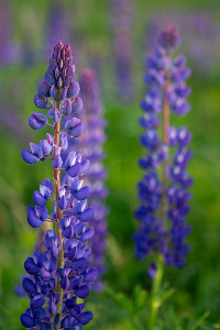 ZY9A7096  Sugar Hill Lupine  &#169;  All Rights Reserved