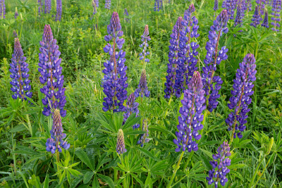 ZY9A7098  Sugar Hill Lupine  &#169;  All Rights Reserved