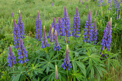 ZY9A7110  Lupine in Sugar Hill, N.H.  &#169;  All Rights Reserved