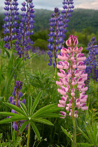 ZY9A7122  Colorful Lupine at Sugar Hill  &#169;  All Rights Reserved