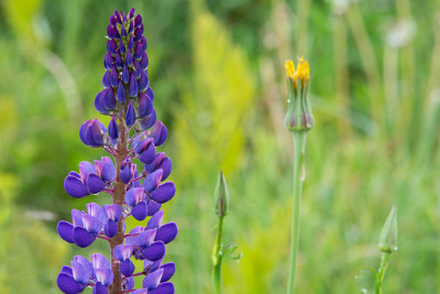 ZY9A7146  Lupine Closeup  &#169;  All Rights Reserved
