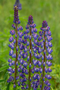ZY9A7197  Lupine  &#169;  All Rights Reserved