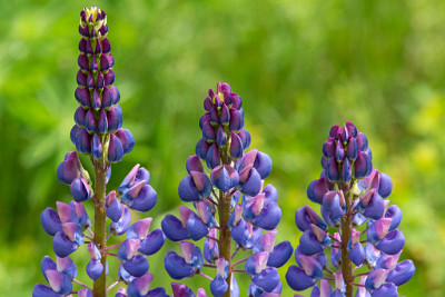 ZY9A7219  Lupine closeup, Sugar Hill, N.H.  &#169;  All Rights Reserved