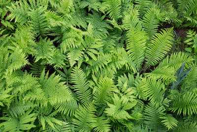 ZY9A7250  Ferns at the Franconia Iron Furnace  &#169;  All Rights Reserved