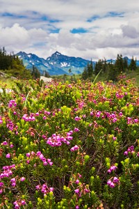 ZY9A1150and1154  Heather Meadows Wildflowers  &#169;  All Rights Reserved