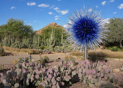 IMG 0386  Desert Botanical Garden CHIHULY Sapphire Star  &#169;  All Rights Reserved